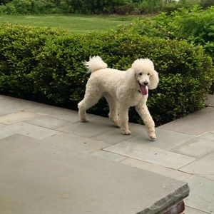 Meet your Posher, Jeffrey